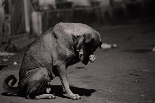 The Dogs of the Blind Alley