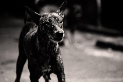 The Dogs of the Blind Alley