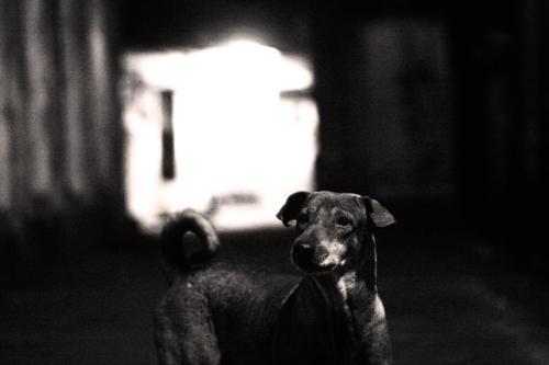 The Dogs of the Blind Alley