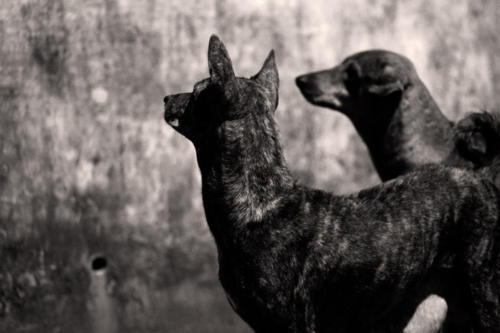 The Dogs of the Blind Alley