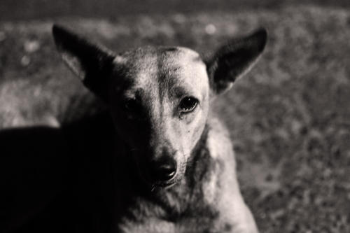 The Dogs of the Blind Alley