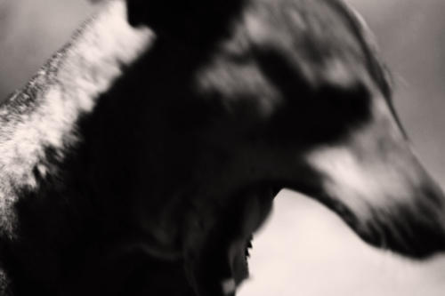 The Dogs of the Blind Alley