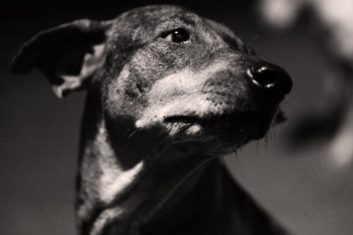 The Dogs of the Blind Alley