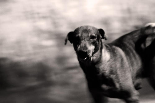 The Dogs of the Blind Alley