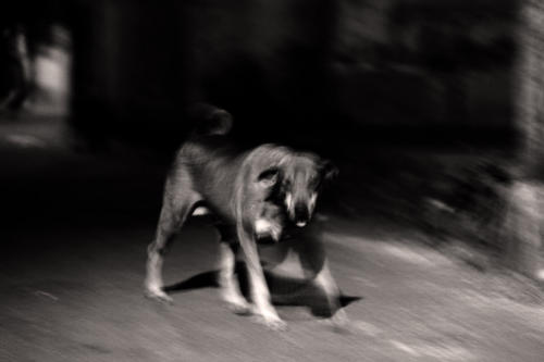 The Dogs of the Blind Alley