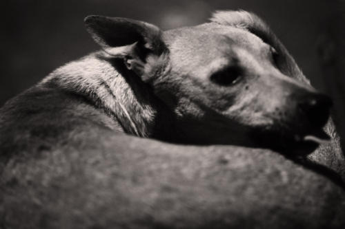 The Dogs of the Blind Alley