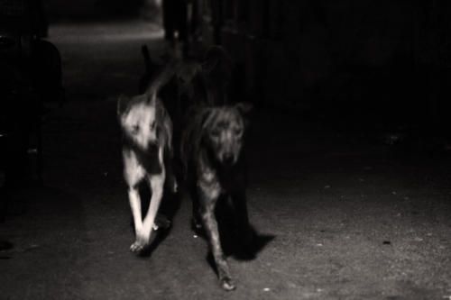 The Dogs of the Blind Alley