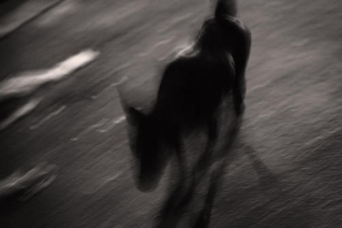 The Dogs of the Blind Alley