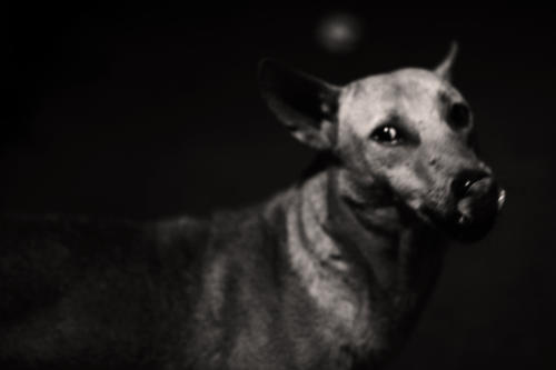 The Dogs of the Blind Alley