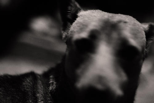 The Dogs of the Blind Alley