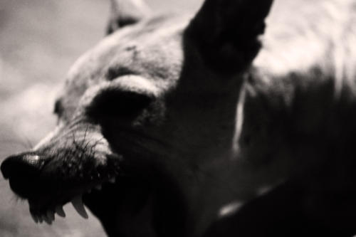 The Dogs of the Blind Alley