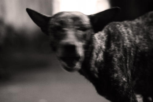 The Dogs of the Blind Alley