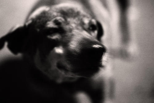 The Dogs of the Blind Alley