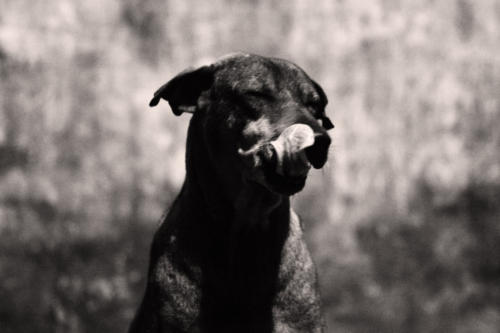 The Dogs of the Blind Alley