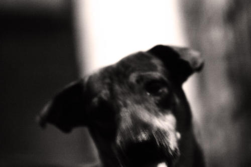 The Dogs of the Blind Alley