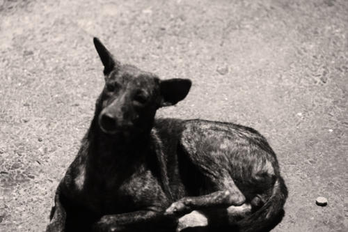 The Dogs of the Blind Alley