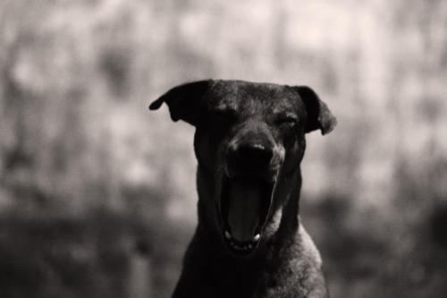 The Dogs of the Blind Alley