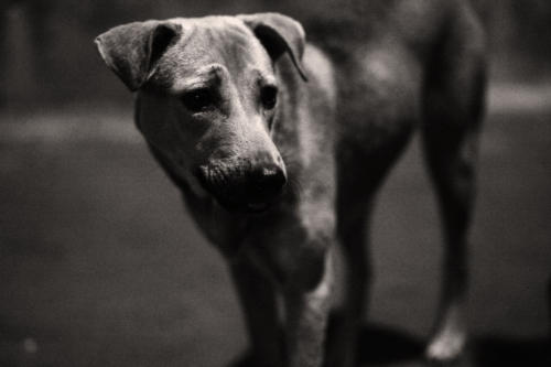 The Dogs of the Blind Alley