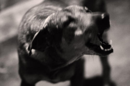 The Dogs of the Blind Alley