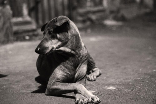 The Dogs of the Blind Alley